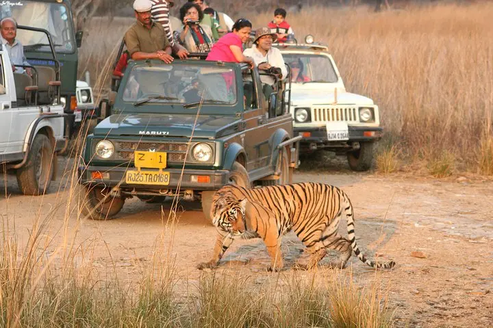 Ranthambore Wildlife Tour package